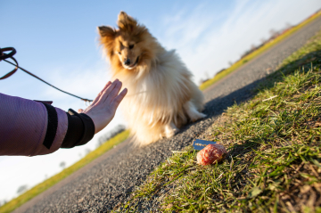 Anti-Giftköder_Hundeschule