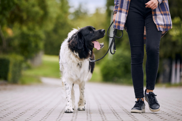 Leinenführung_Hundeschule