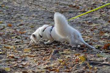 dog-4640973_1920
